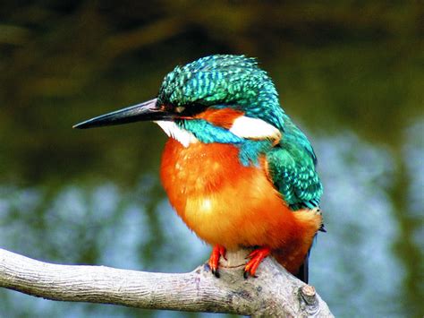 KINGFISHER - All types of birds Photo (20847530) - Fanpop