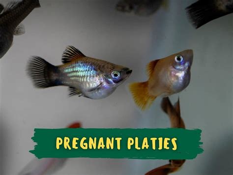 Pregnant Platies Symptoms Duration Care Guide Faqs