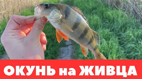 РЫБАЛКА на ЖИВЦА с ПОПЛАВКОМ или КАК ЛОВИТЬ на ЖИВЦА ОКУНЯ - YouTube