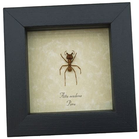 Atta Sexdens Leafcutter Ant Framed Taxidermy Display