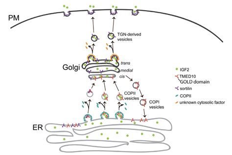 HKUST Elucidates How IGF2s Secretory Pathway Mediates Muscle Stem Cell