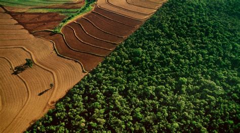 Les causes de la déforestation Mon arbre ma tribu