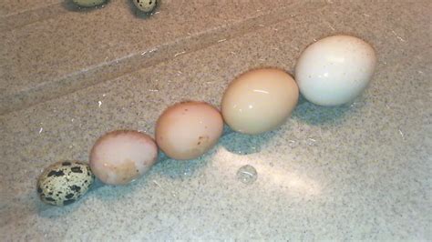 Яйцо Цесарки Фото По Соотношение К Куриному – Telegraph
