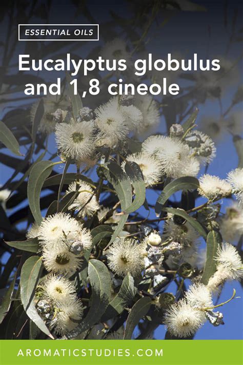 About Eucalyptus Globulus And 18 Cineole The School Of Aromatic Studies