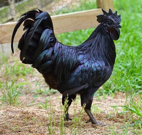 yam cemani eine seltene huhn rasse ist schwarz