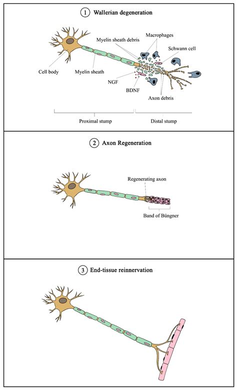 overview  mechanism  peripheral nerve injury  regeneration