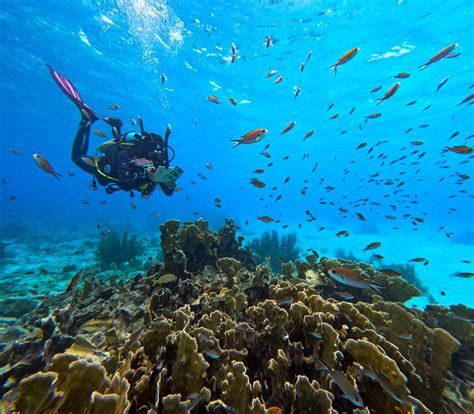 Beyond the Corals Bonaire - ECO diving