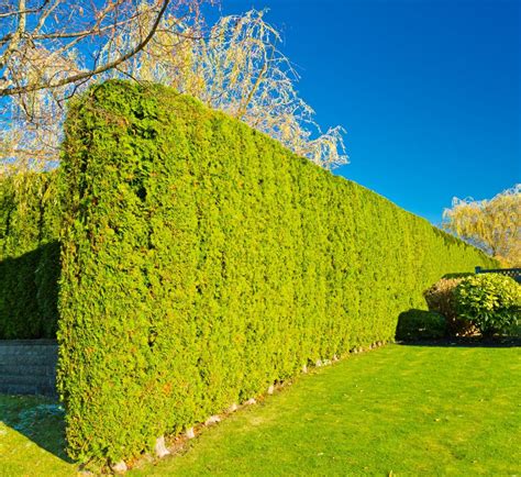 Высокая живая изгородь быстрорастущая многолетняя вечнозеленая в ...