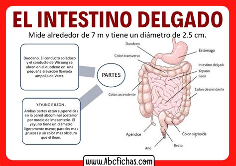 Anatomia Y Partes Del Intestino Delgado Abc Fichas