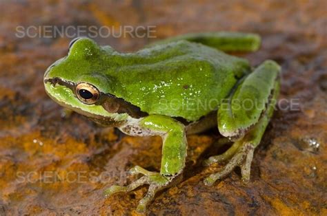Photograph Northern Pacific Tree Frog Science Source Images