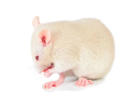 white mouse stock photo  kontur vid