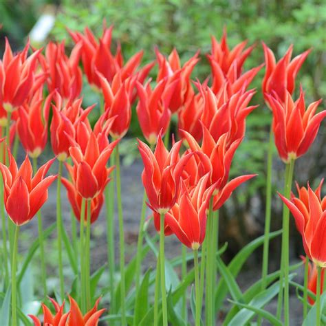 Tulip Aladdin | White Flower Farm