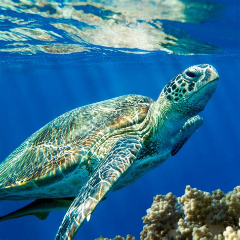 Loggerhead Sea Turtle Critter Republic Dive Center