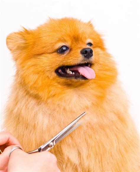 Grooming pomeranian dog — Stock Photo © semenovp #25245081