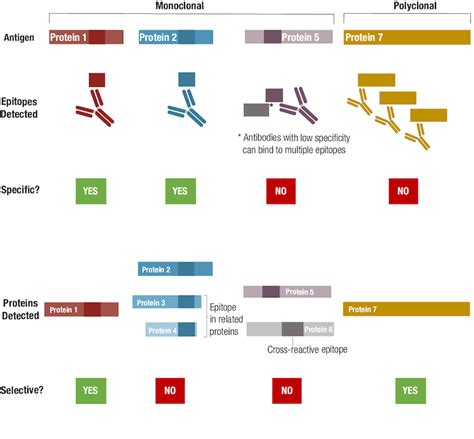 Antibody Essentials Part 1 Antibody Basics Cst Blog