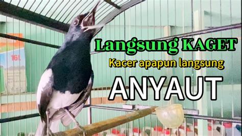 KACER GACOR TARUNG Ini Paling Ampuh Buat PANCINGAN KACER AGAR EMOSI DAN