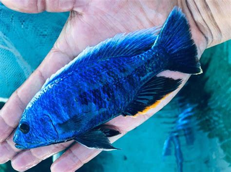 Iceberg Fryeri Hap Cichlid Snake River Cichlids