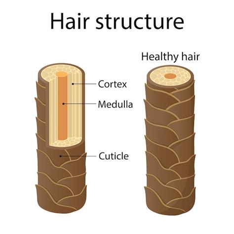 Medulla Hair Shaft Structure