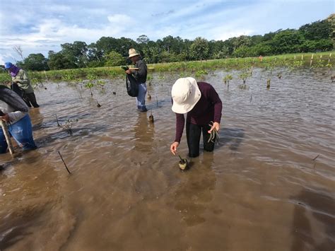 Jornadas De Reforestaci N De Manglar En Laguna Las Lajas Chiriqu