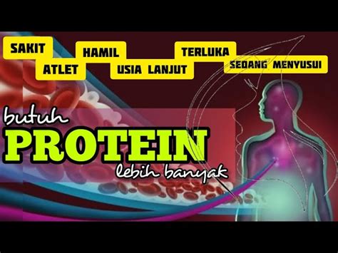 Temukan Manfaat Protein Yang Jarang Diketahui Wajib Kamu Tahu Biotifor