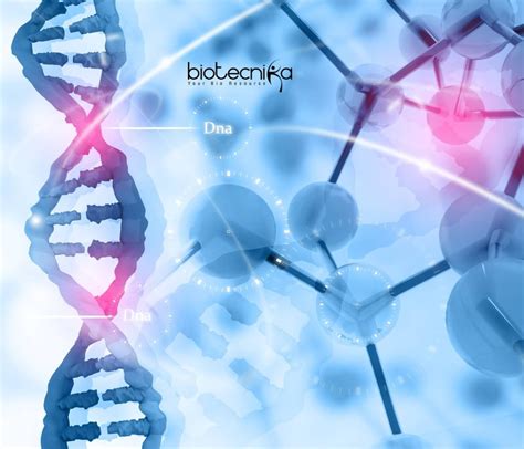 Structure of a Human Cell