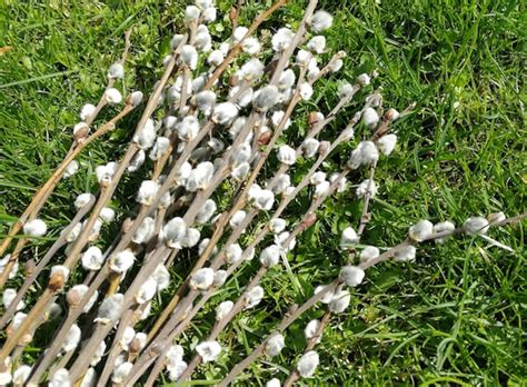 Dried Pussy Willow Branches Natural Flower Arrangement Etsy