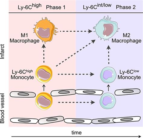 Monocyte And Macrophage Heterogeneity In The Heart Circulation Research