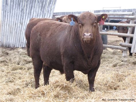 Red Angus Bulls for Sale from MC Quantock in BC AB SK MB