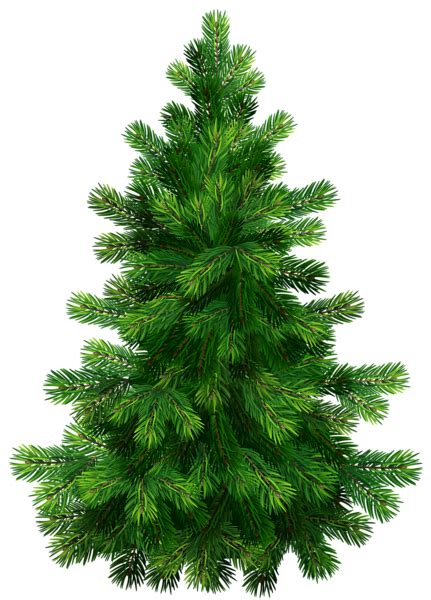 Pine Fir Spruce Tree For Christmas 431x600