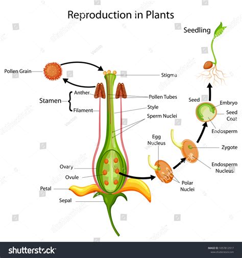 Flower Pollen Diagram Pollen Grain Structure, Types, Development And