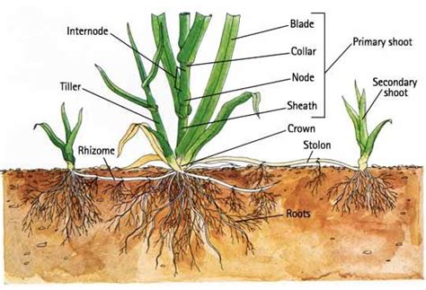 rhizomes parts   plant anatomy