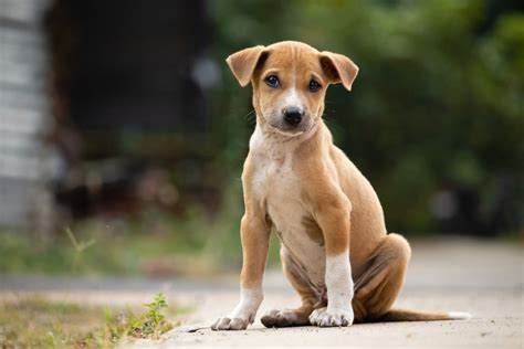 Cosa Fare Se Il Cane Non Si Regge Sulle Zampe