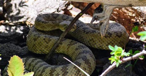 Watch where you step: With prey getting scarce, Utah rattlesnakes are