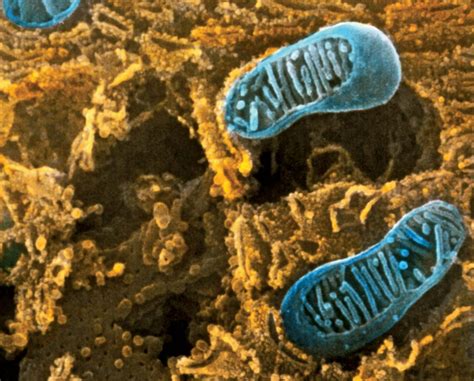 Endoplasmic Reticulum Er Definition Function And Location Britannica