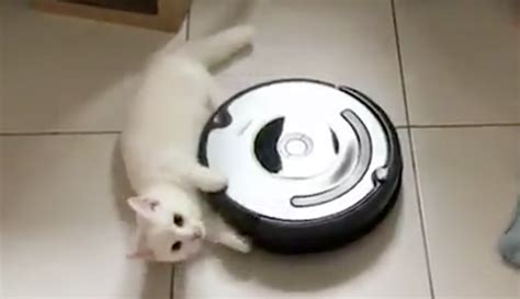Cat Waits For The Roomba To Start Cleaning When She Sees It She