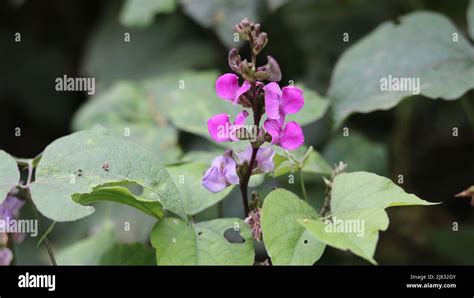 Close Up Fresh Food Lima Bean Flower And Green In Garden Hyacinth Bean