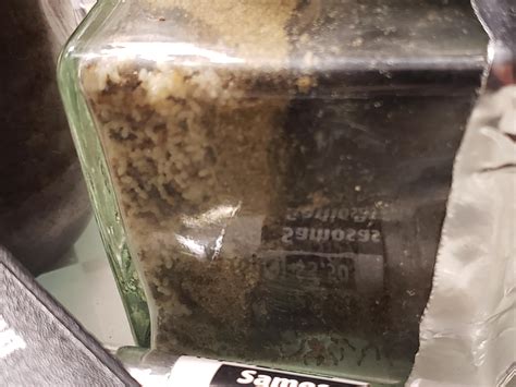 Pavement Ant colony : r/ant