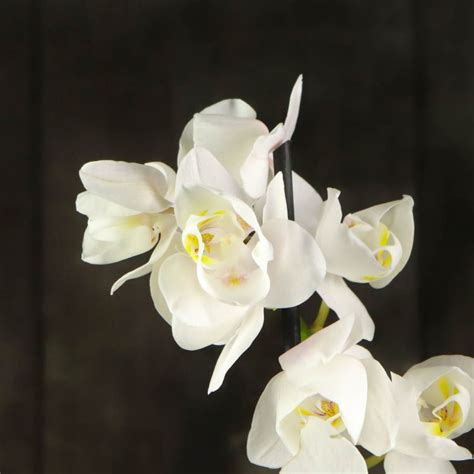 Орхидея Фаленопсис Пелорик белая 2 ст купить
