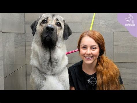 The Incredible Bite Force of the Kangal Shepherd: Safety and Defensive ...