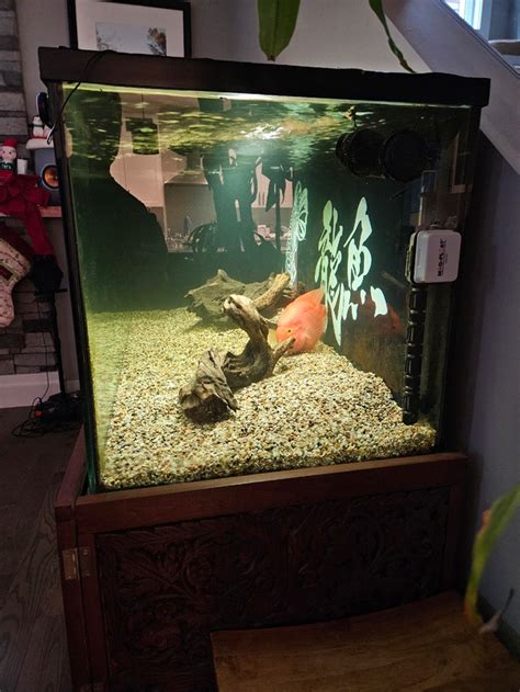 180 Gallon Tank Fish For Rehoming Calgary Kijiji