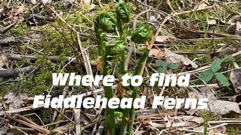 Where To Find Fiddlehead Ferns