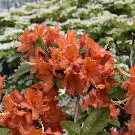 Rhododendron ‘Mandarin Lights’ – Find haveplanter