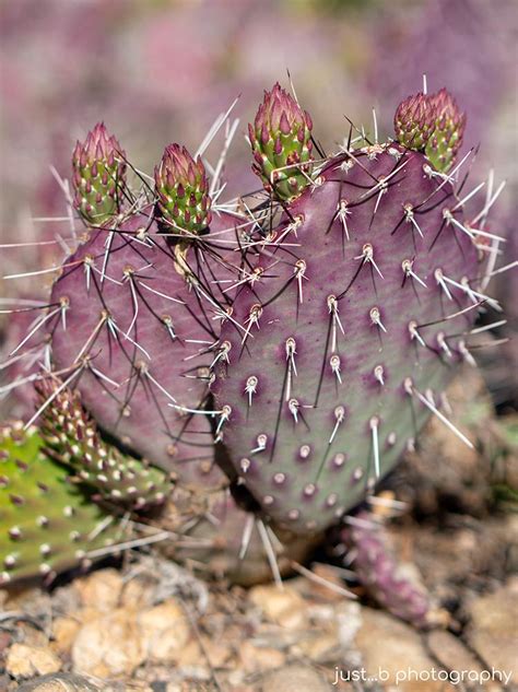 Prickly Pear Cactus Flowers Await Their Time in the Sun to Bloom