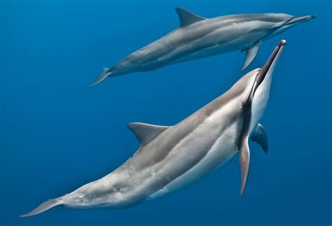 cetaceans   whales dolphins  porpoises dive training