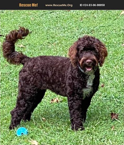 ADOPT 24030600050 ~ Portuguese Water Dog Rescue ~ Chattanooga, TN
