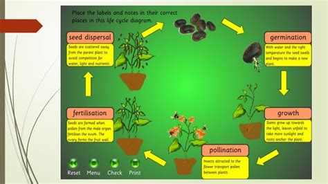 Plant Life Cycle Pollination Wind Dispersal Pptx