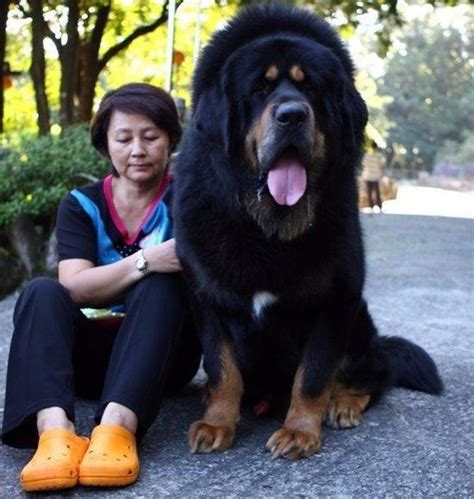 Largest Dog In The World Hercules