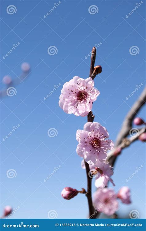 flowering plum stock image image  gardening agriculture