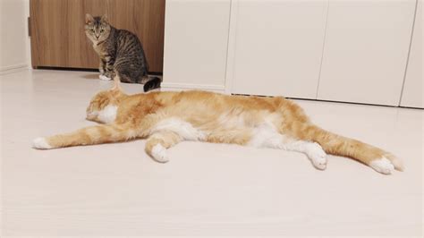 丁寧な毛繕いから、床に伸びてまったりする猫が可愛い。 Festaオフィシャルブログ「猫のいる生活」powered By Ameba