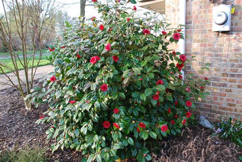Best Zone 6 Hardy Camellias for Fall and Spring Bloomers